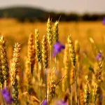 22 серпня: які свята і пам’ятні дати відзначають цього дня