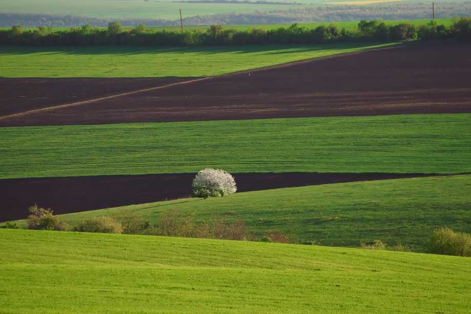 Продаж земельного паю в оренді