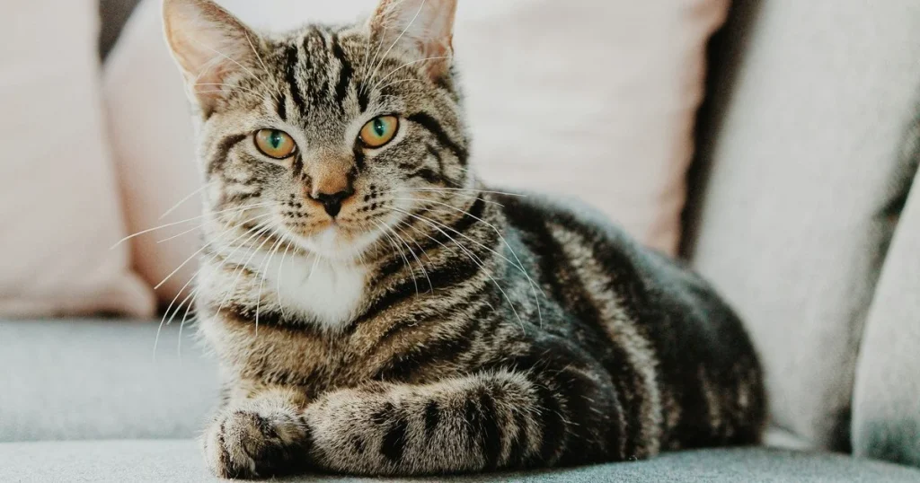 скільки живуть коти